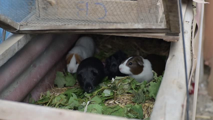 Group of Cute Guinea Pigs Eating Fresh Greens Inside Wooden Shelter – Small Domestic Rodents Resting Together in Cozy Cage, Pet Care and Animal Behavior. Cavy or cuy farm.