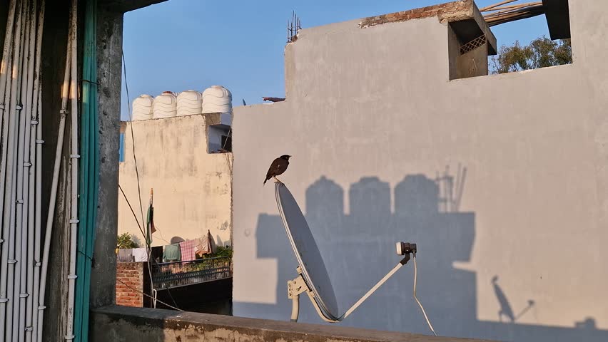 Common Myna bird perched on a metal surface against a white wall background.