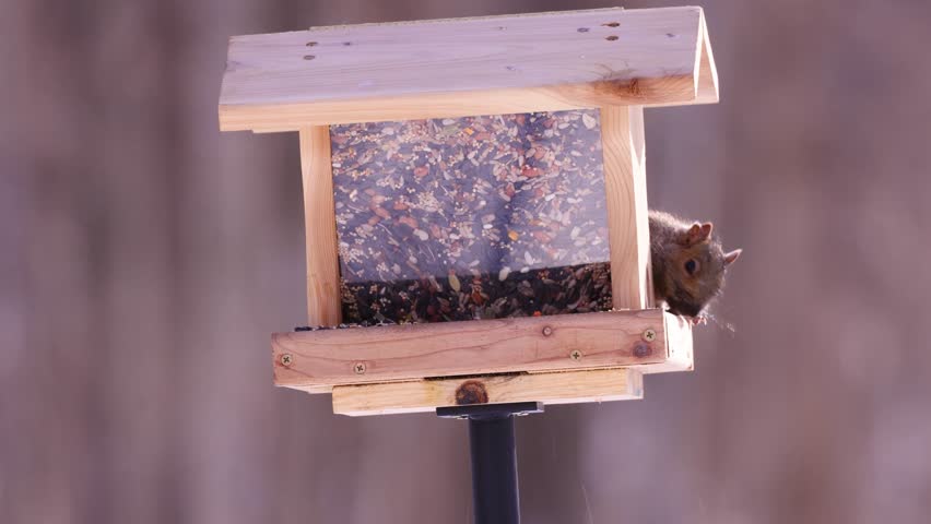 Eastern gray squirrel (Sciurus carolinensis) climbing on a bird feeder and eating birdseed during winter in Wisconsin.