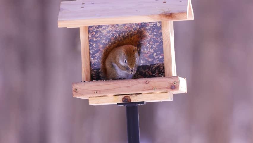 American Red Squirrel (tamiasciurus hudsonicus) and an Eastern gray squirrel (Sciurus carolinensis) on a bird feeder eating birdseed during winter in Wisconsin. The Red Squirrel chases the Gray squirrel off the feeder.   