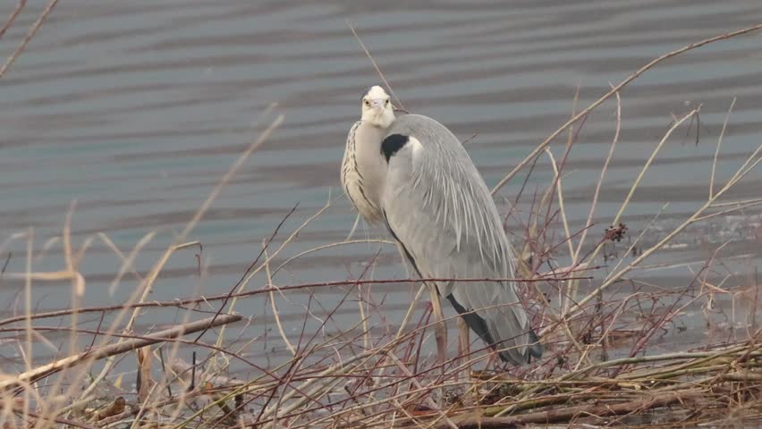  Grey heron (Ardea cinerea) standing on a riverbank