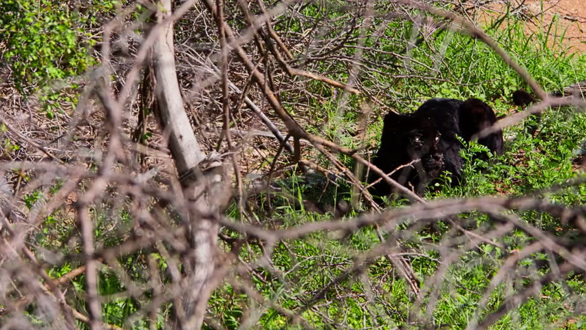 A Black Leopard (Panthera pardus) lying on a ground and looking around.