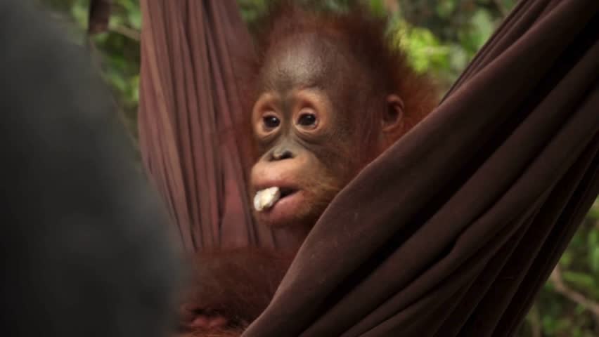 Adorable baby orangutan sitting peacefully in a hammock while eating a rambutan seed in a tropical environment. This heartwarming wildlife video is perfect for nature documentaries, animal conservation campaigns, educational content, social media storytelling, and emotional marketing projects focused on wildlife and rainforest life.