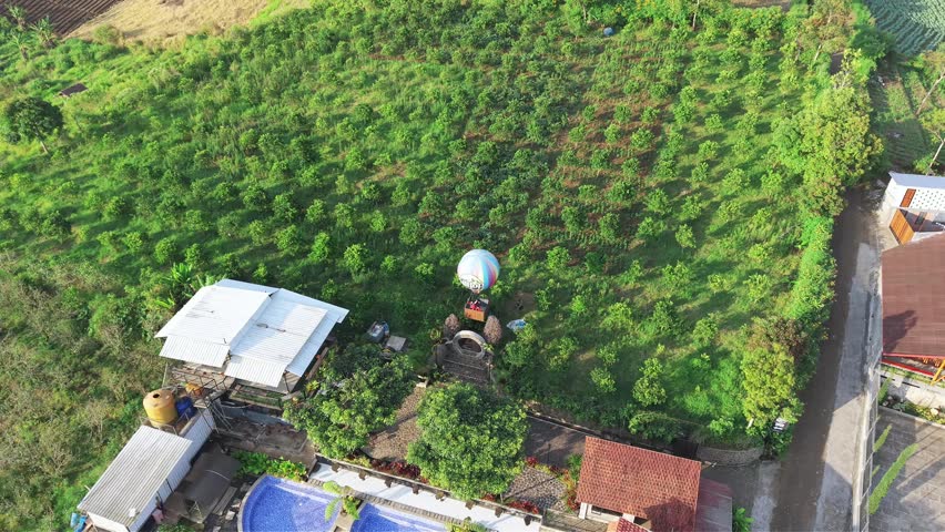 aerial view of orange plantations and rice fields