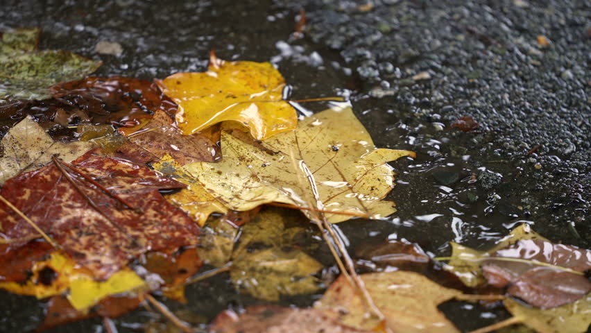 Torrential Downpour Autumn Leaves in Gutter 4K UHD.A torrential downpour washes autumn leaves into a gutter 4K UHD
