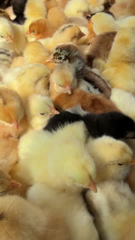 Adorable newborn chicks huddling together for warmth