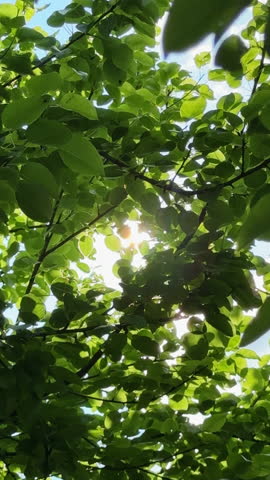 Sun shining through green tree leaves with lens flare