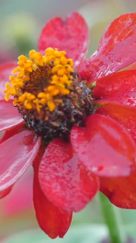 Close-up view of red flower with yellow center in garden showing water droplets
