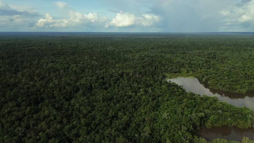 Aerial views of beautiful, natural, and untouched forest and swamp areas, perfect for visualizing conservation studies and issues. Recorded with a drone in 4K 60 FPS.