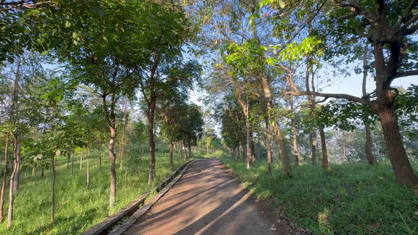 Sunny morning on a beautiful tree-lined road through a peaceful green forest, capturing the serene light and the dance of long shadows on the path