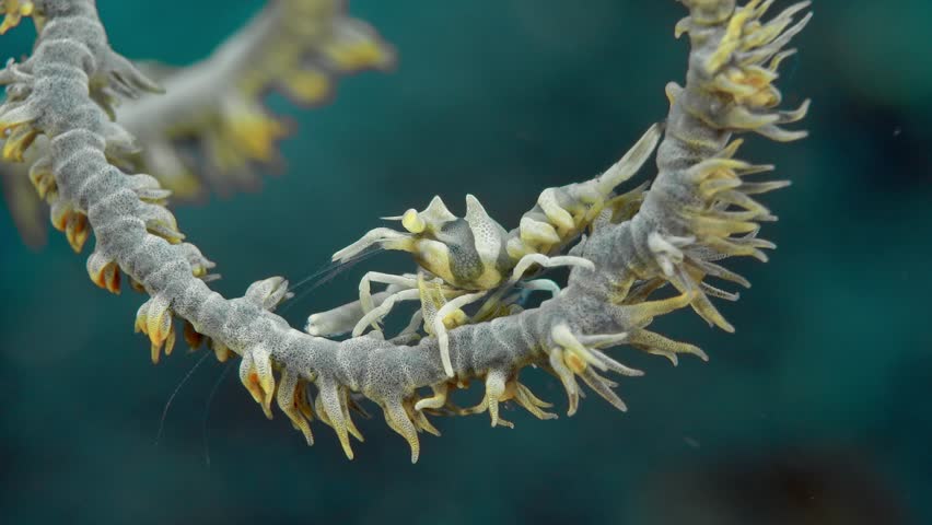 A shrimp sits on a wire coral, moving its legs. Zanzibar whip coral shrimp (Dasycaris zanzibarica) Indo-Pacific, 1,4 cm. ID: toothless rostrum, white transverse banding.