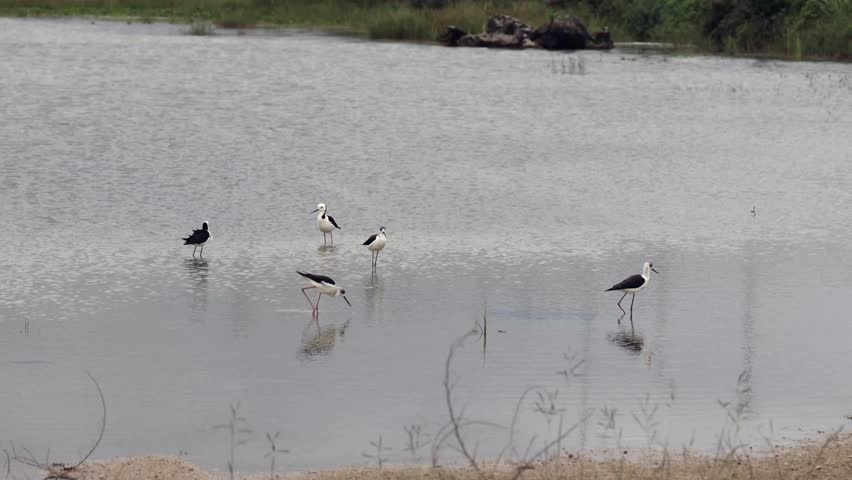 Pied stilts walking and stands on a pond near Benoa harbor in Bali, Indonesia. 
