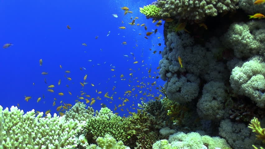 Colorful Fish on Vibrant Coral Reef, static scene, Red sea
