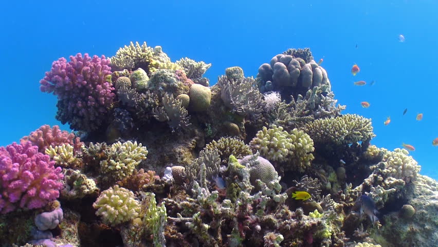 Colorful Fish on Vibrant Coral Reef, static scene, Red sea