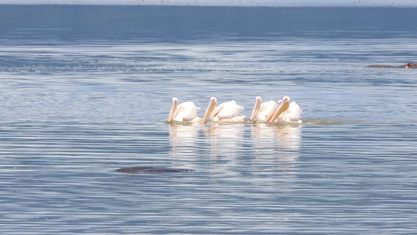 Flock of pelicans in the lake in Tanzania, Africa.