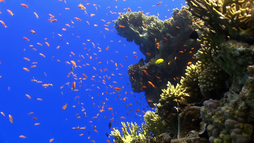Colorful Fish on Vibrant Coral Reef, static scene, Red sea