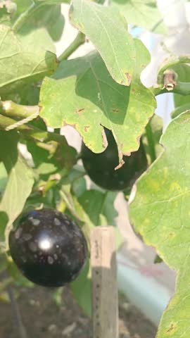 Fresh eggplant on home garden pot looks fresh and healthy in eating little girl grabe 
