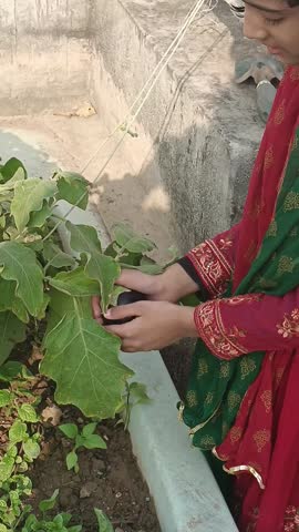 Fresh eggplant on home garden pot looks fresh and healthy in eating little girl grabe 