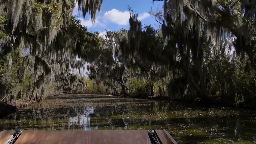 Scenic view of trees in a Louisiana swamp, capturing tranquil wetlands, moss-draped cypress, and natural southern bayou landscapes.