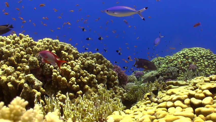 Colorful Fish on Vibrant Coral Reef, static scene, Red sea