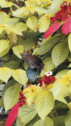 Black Swallowtail butterfly perched on red Mussaenda flowers. Beautiful tropical garden scene with vibrant green and yellow foliage background.