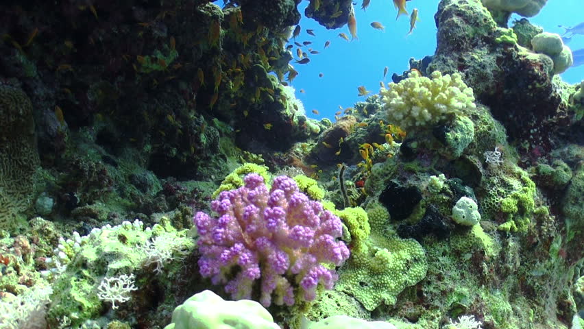 Colorful Fish on Vibrant Coral Reef, static scene, Red sea