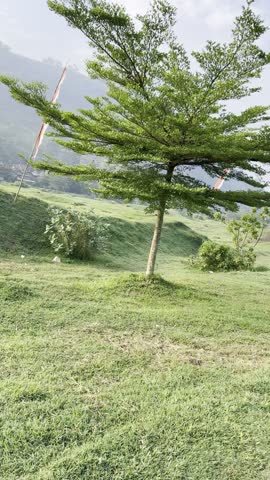 Some green trees along the pathway for jogging track in the countryside 