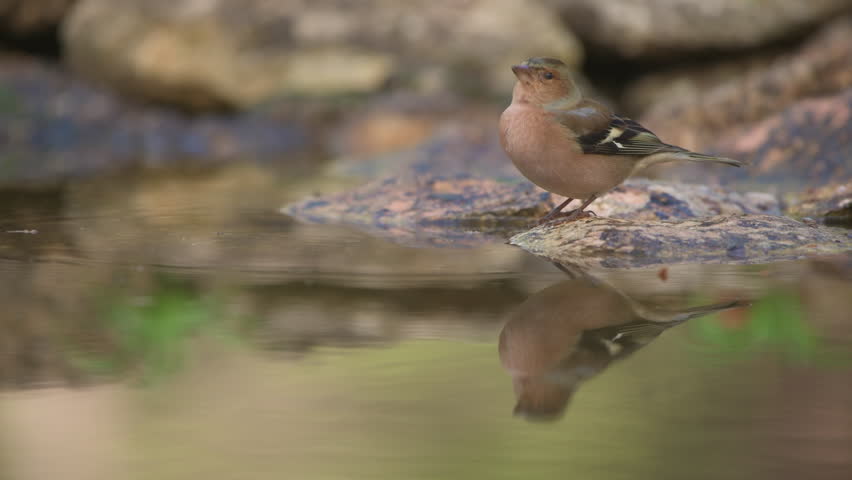 Bird - Common Chaffinch (Fringilla coelebs) taking a bath in a small pond. - 4K stock video