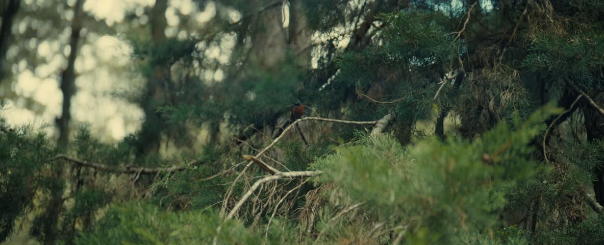 Small Bird Resting On Tree Branch In Forest