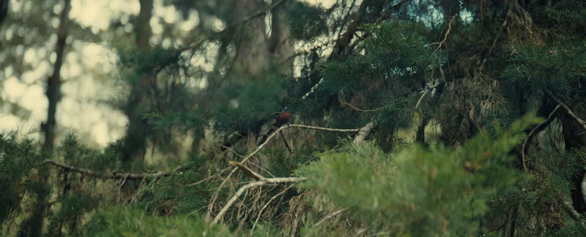 Small Bird Resting On Tree Branch In Forest