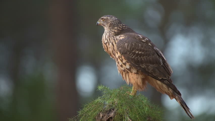 Juvenile Northern Goshawk (Accipiter gentilis) with its prey in Spanish forest - 4K stock video