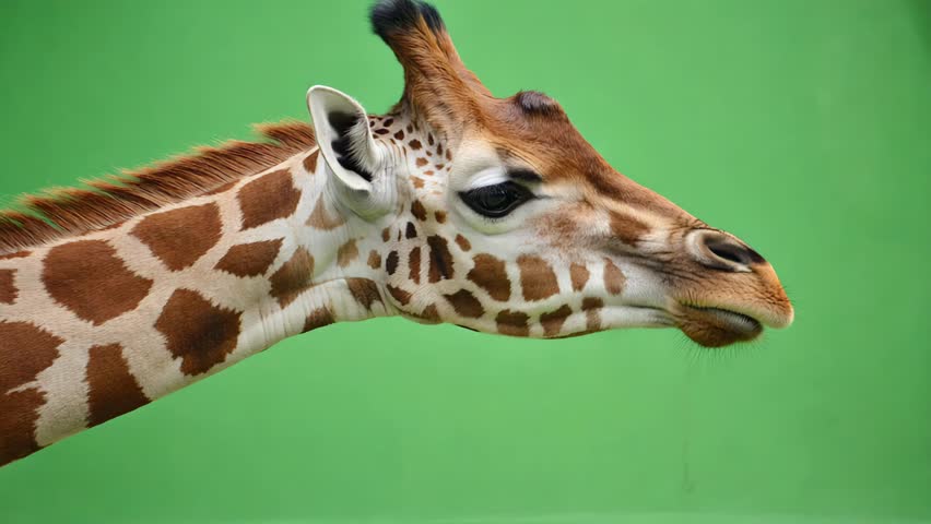 Giraffe Head Portrait With Detailed Spots And Ears Against Green Background