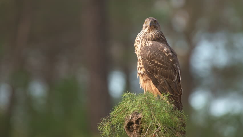 Juvenile Northern Goshawk (Accipiter gentilis) with its prey in Spanish forest - 4K stock video