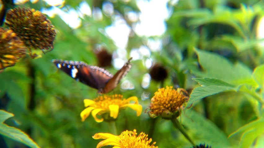 A Butterfly and a Beetle landed on a blooming yellow flowers.