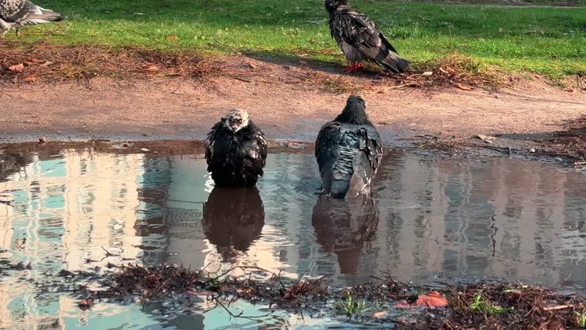 Many pigeons are bathing in a puddle after the rain. The birds splash in the water, and the lush green grass is visible in the background, creating a lively and natural urban shot