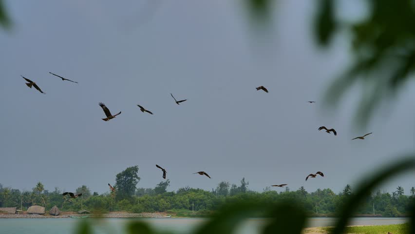 Several birds glide and circle high in the sky above a calm river and green tropical shoreline. Wide shot with plenty of copy space and distant palms on the horizon.