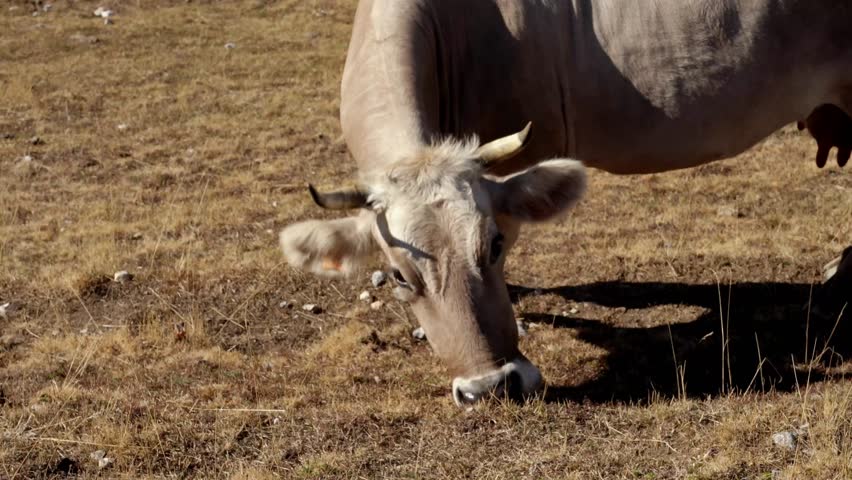 Detail of a large brown cow with horns grazing peacefully in a dry pasture. The bovine is eating dry grass under the warm sunlight