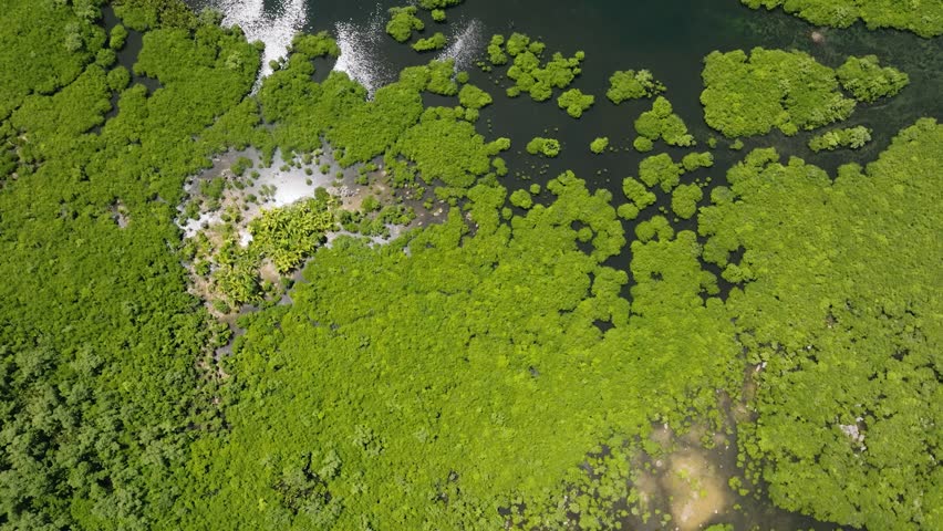 Small sunlit clearing with palm trees surrounded by dense mangrove forest and waterways. Siargao, Philippines.