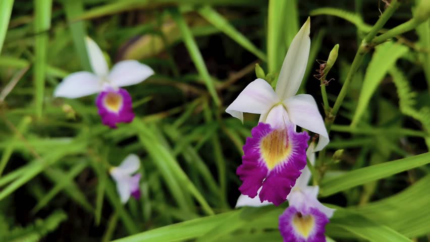 Beautiful Cattleya flowers in the wilderness.nature background
