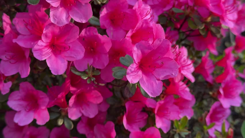 A view shows a flowering red azalea shrub with bright evergreen foliage and spring blooms in England