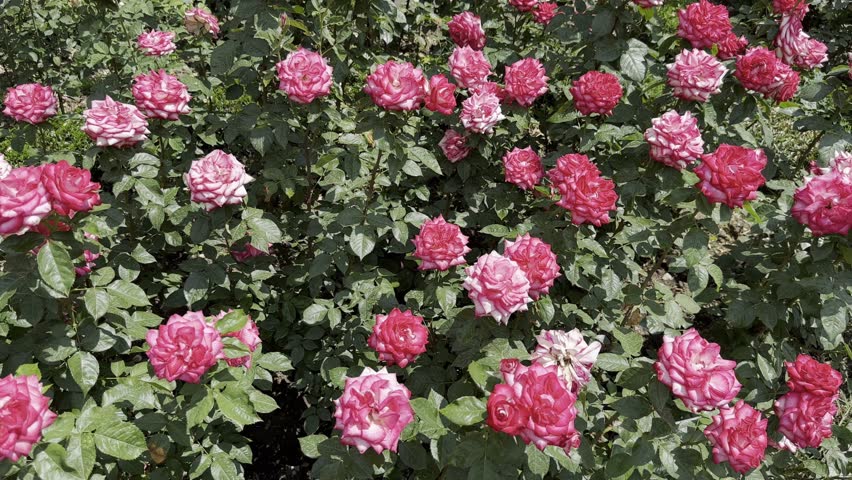 Exploring a Garden Filled With Pink and White Roses in Summer