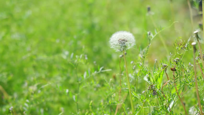 Dandelion fluff, spring plants, season