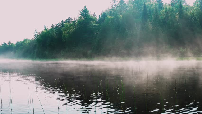 Still shot of a calm lake with rising mist in the early morning. Soft sunlight filters through a green forest along the shoreline, creating a peaceful, atmospheric nature scene with gentle reflections and quiet mood.