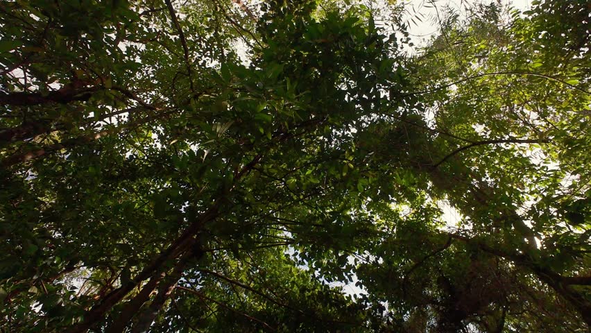 Beautiful, natural footage of the Papuan wilderness during the day. Recorded in 4K 60 fps.