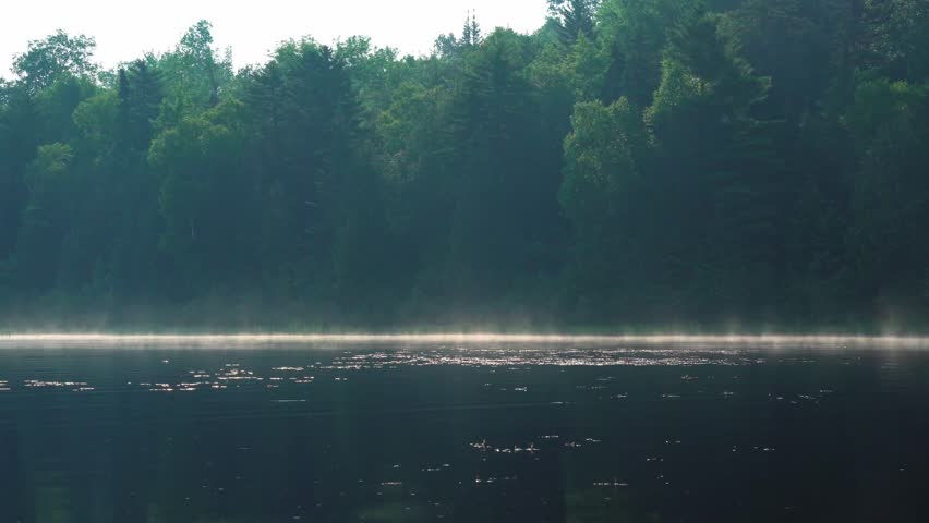 Still shot near the water level of a quiet lake bordered by dense green forest. Morning light reflects on the water and shoreline with subtle mist rising, creating a serene, natural landscape with peaceful mood.