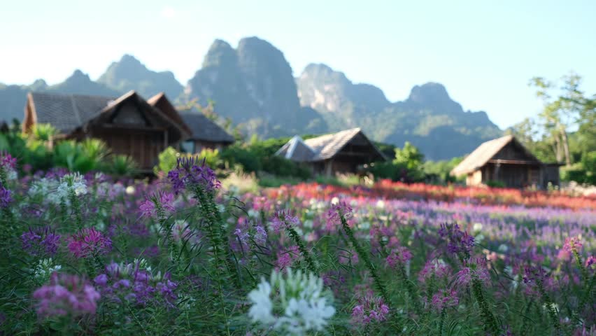 A beautiful colorful flower field with wooden cabin and limestone mountains in background