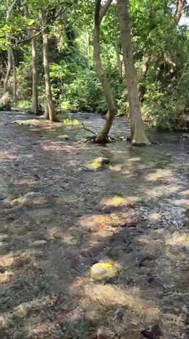 Clear Water River Flowing Between Forest and Nature