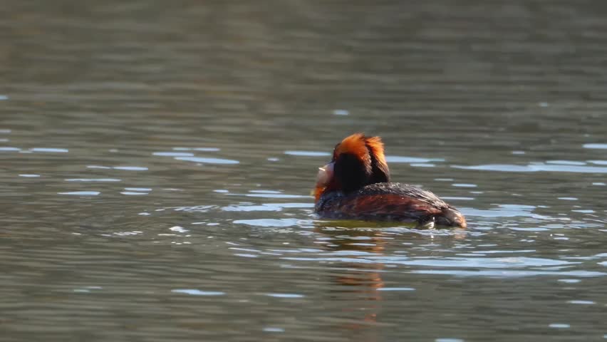 Horned grebe on the lake