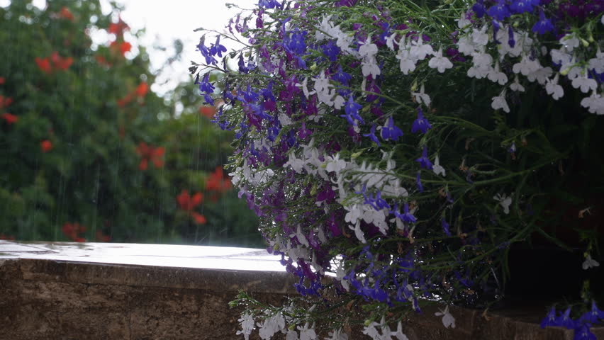 White lobelia spilling over ledge, gentle rain droplets on petals, reflective wet surface mirroring blooms, blurred red flowers in background, soft