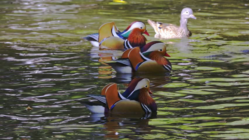 Mandarin ducks swimming peacefully on a pond during the daytime in a public park